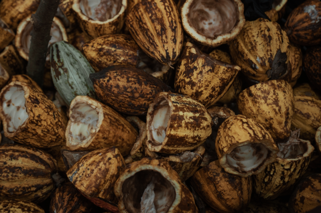 Cocoa Pod